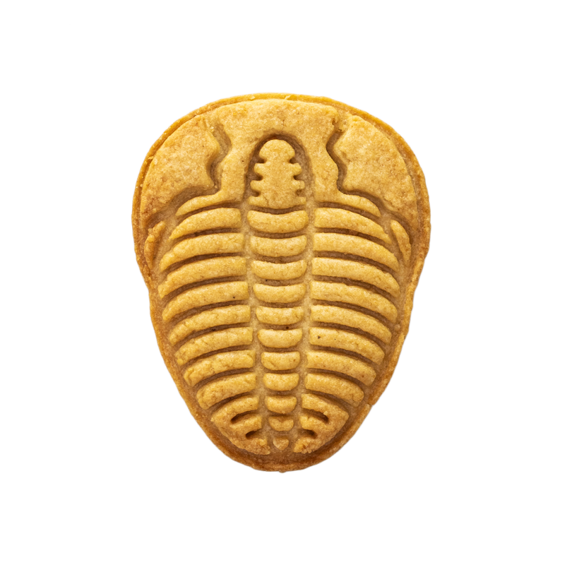 No.0648 化石 三葉虫 – sacsac / cookie cutter museum
