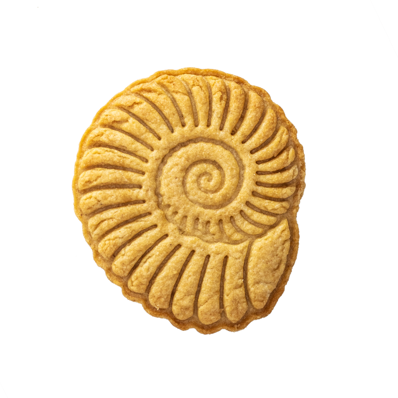 No.0649 化石 アンモナイト – sacsac / cookie cutter museum