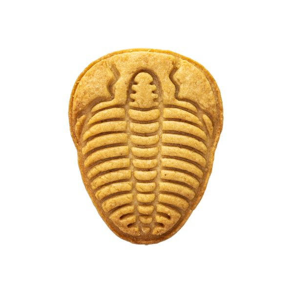 No.0648 Fossils Square Insect