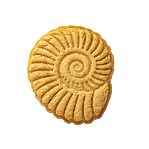 No.0649 Ammonite fossile